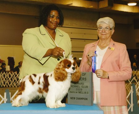 AKC Ch Orchard Hill Spoken For