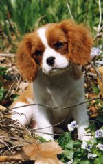 Katie as a Puppy