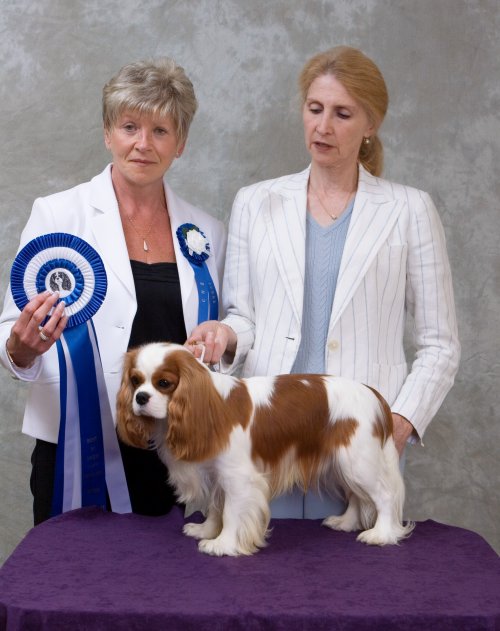 CKCSC-USA/AKC  Ch. Pinecrest Orchardhill Rock The Boat