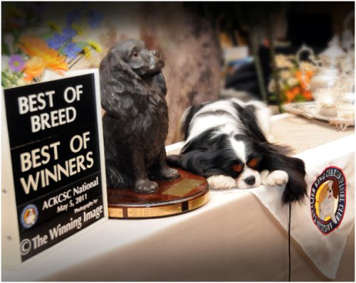 Orchardhill Charismatic