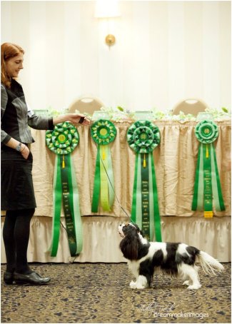 Orchard Hill Buy Me A Pony