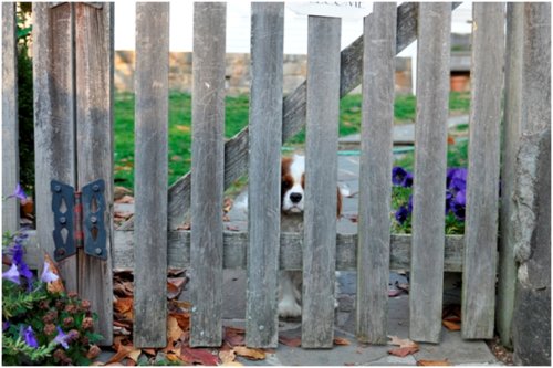 Orchard Hill Tough Enough