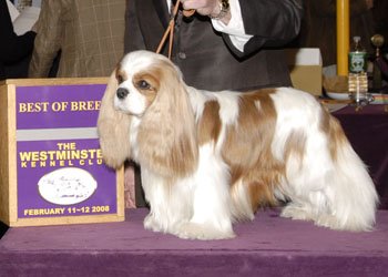 CKCSC-USA/AKC  Ch. Pinecrest Orchardhill Rock The Boat