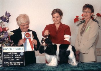 CKCSC-USA/AKC/Can Ch. Sheeba Special Inspiration at Orchard Hill     