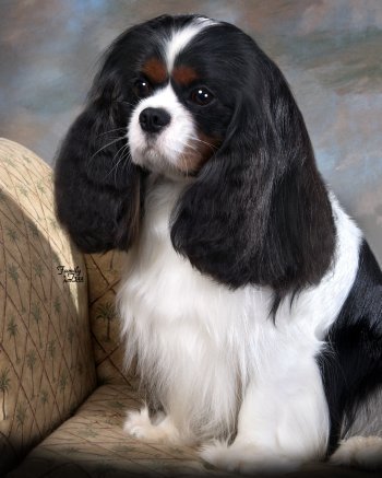 CKCSC-USA/AKC/Can Ch. Sheeba Special Inspiration at Orchard Hill     