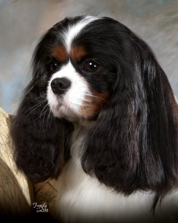 CKCSC-USA/AKC/Can Ch. Sheeba Special Inspiration at Orchard Hill     